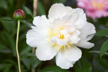 Wall Mural - white peony flower and bud on green leaves background