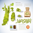 wasabi root or plant set. grated fresh wasabi by shark skin grater. infographic. sashimi. typographic for header design - vector illustration