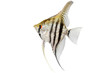 zebra angelfish pterophyllum scalare aquarium fish isolated on white 