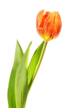Orange Tulip Flower