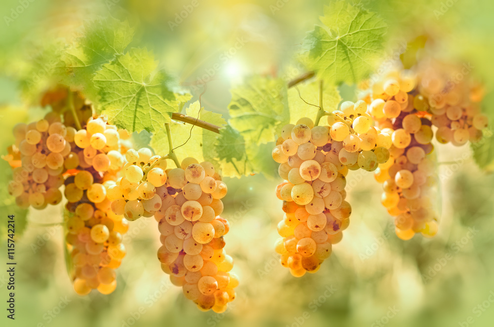 Grape riesling in vineyard - taste (flavor) and color of grape like honey - obrazy, fototapety, plakaty 