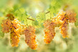 Grape riesling in vineyard - taste (flavor) and color of grape like honey