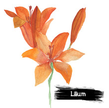 Watercolor Lilium. Water, Fire, Lily Of The Nile, Calla, Trout