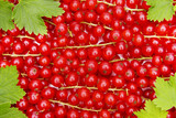 Johannisbeeren