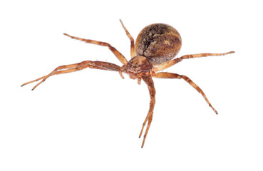 isolated small dark brown spider