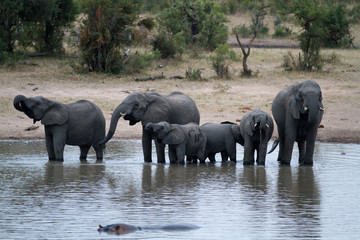 Poster - elephants in kruger park in south africa