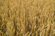 Getreidefeld Hintergrund