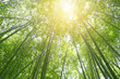 © jesadaphorn - Bamboo forest with sun beam ray