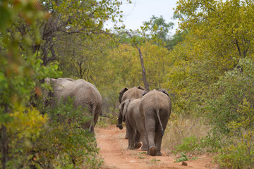 Wall Mural - elephants in kruger park in south africa