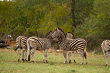 Fototapeta Sawanna - zebra in kruger national park