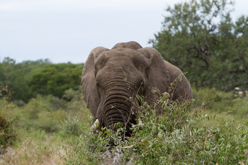 Poster - elephants in kruger park