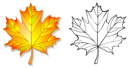 colorful and black and white pattern maple leaf, vector cartoon image.