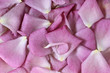 Background of Rose Petals