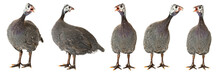 Guinea Fowl - Numida Meleagris F. Domestica