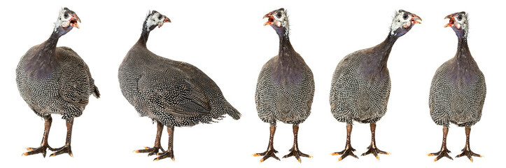 guinea fowl - numida meleagris f. domestica