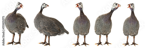Cuadros en Lienzo guinea fowl - Numida meleagris f. domestica