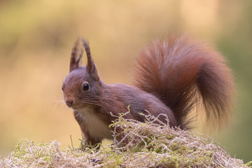 Wall Mural - Eurasian red squirrel