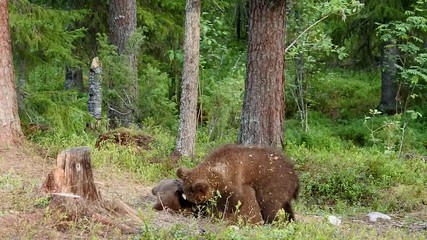 Wall Mural - Bear cubs playing in the forest