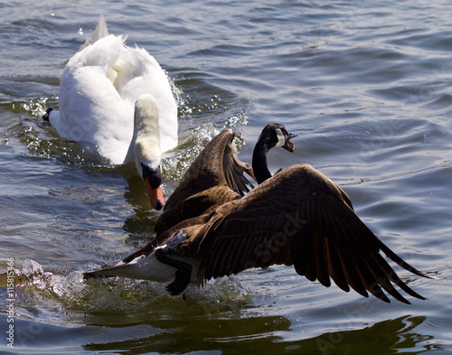 Fotografie, Tablou Amazing emotional moment with the swan attacking the Canada goose