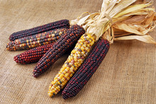 Cob Corn Indian On Hessian Fabric
