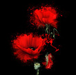 luxurious red poppy on black background