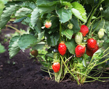 Ripe Strawberries Ripened On The Bush