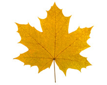 Big Yellow Maple Leaf