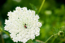 White Yarrow Flower With Bug Inside