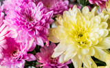 Fototapeta Tęcza - Chrysanthemums