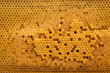 Brood Cells Of The Honey Bee