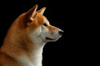 Closeup Portrait of Adorable Shiba inu Dog, Looks closely, Isolated Black Background, Profile view