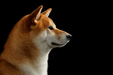 Closeup Portrait Of Adorable Shiba Inu Dog, Looks Closely, Isolated Black Background, Profile View