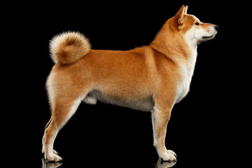 Wall Mural - Cute pedigreed Red Shiba inu Breed Dog Standing on Isolated Black Background, Side view