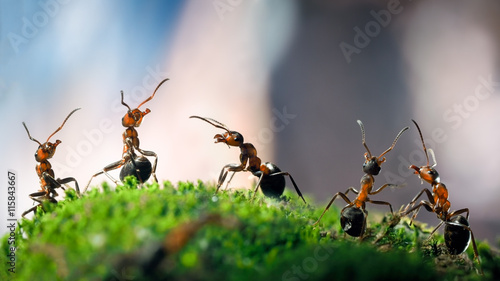 Plakat Bardzo blisko do wielu mrówek na mchu leśnym