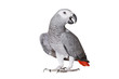 © avramchuk - Jaco parrot and pieces of raw potato isolated on a white background
