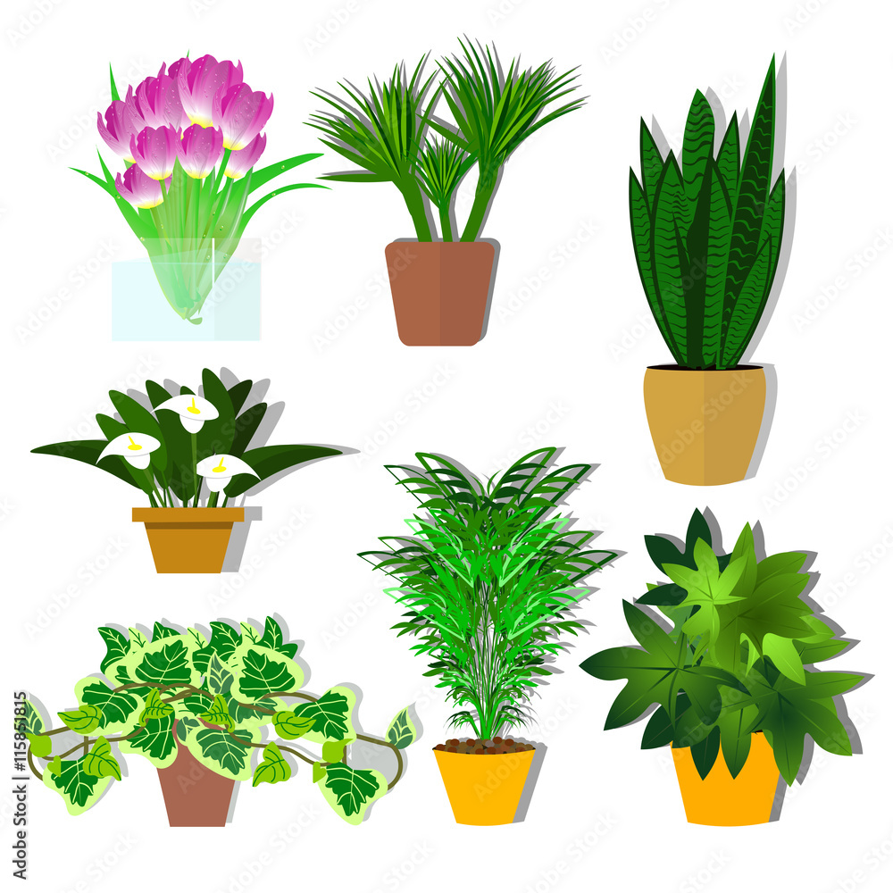 Potted plants vector. A plant for the office. Flowers. A set of potted ...