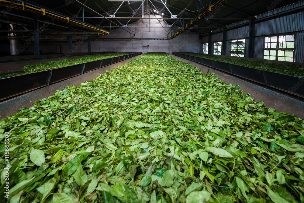Fresh green tea leaves drying inside a tea factory in India Stock Photo ...