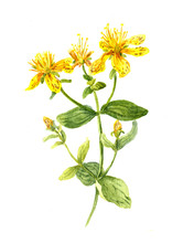 Hypericum Flower. John's Wort Plant. Watercolour