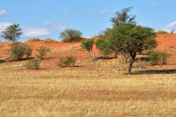 Wall Mural - kalahari desert, namibia