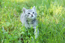 Beautiful Little Cat In Green Grass, Outdoors