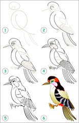 Wall Mural - Page shows how to learn step by step to draw a woodpecker. Developing children skills for drawing and coloring. Vector image.