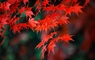 japanese maple