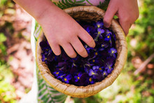 Girl Holding Basket With Violet Flower Petals
