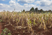 Failing Crops In Kenya