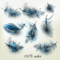 Poster - Set of vector realistic blue feathers
