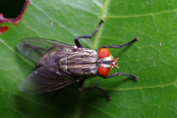 small fly and insect in the garden