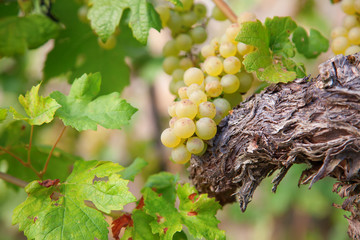 Lavaux region