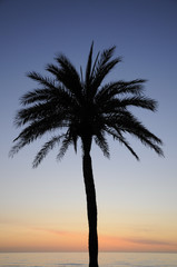 Canvas Print - Palme in der Morgendämmerung