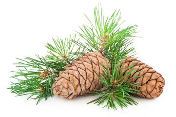 Cedar cones with branch