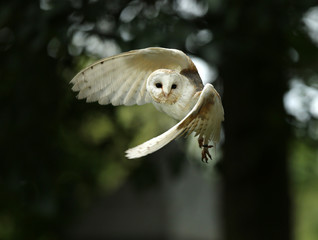 close up of a barn owl in flight